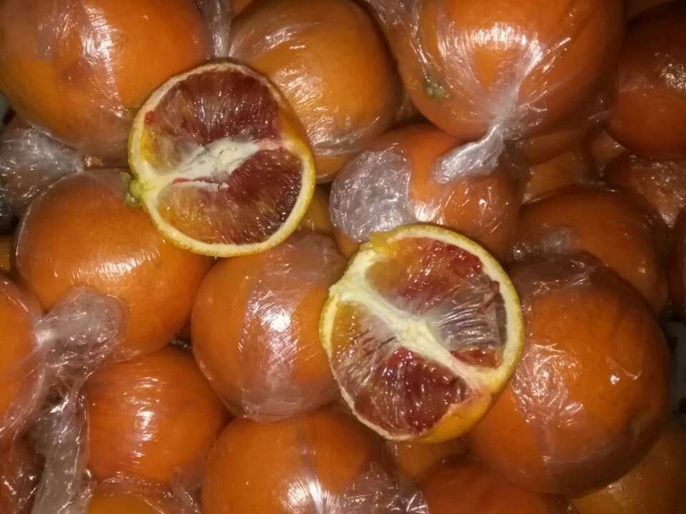 冬季橙子树的修剪视频,橙子树小树管理技术