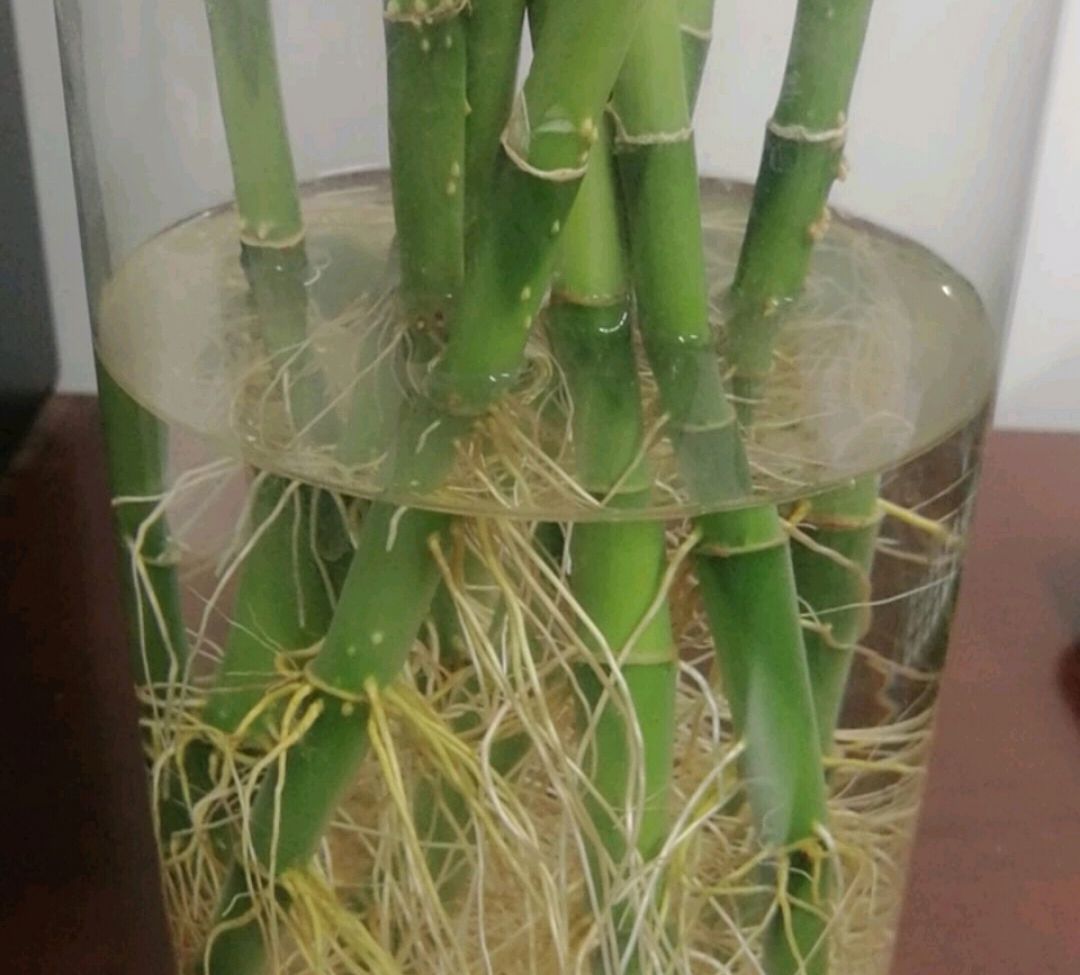 水培富贵竹怎么生根最快,土培富贵竹怎么才能快速生根