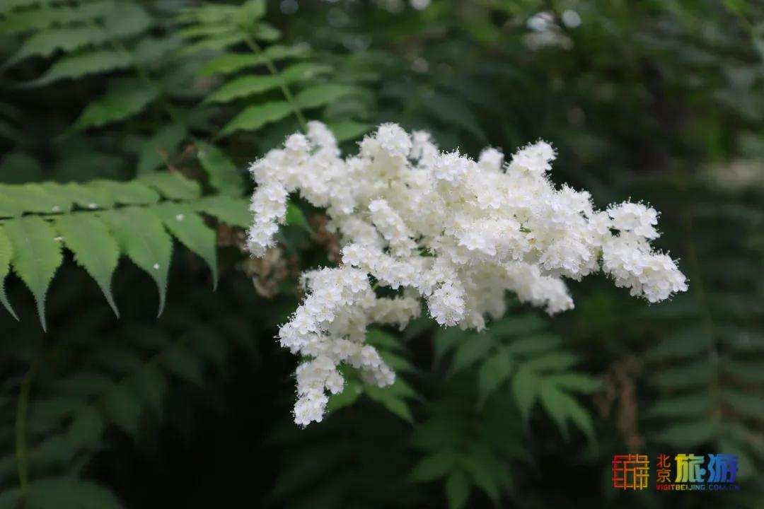 北京免费的花海公园,北京免费花海景区