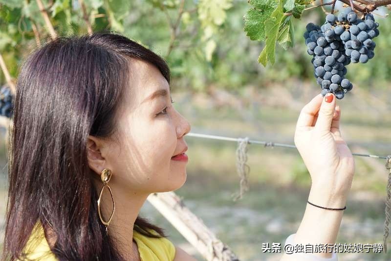 宁夏贺兰山东麓葡萄酒酒庄排名,宁夏十大顶级葡萄酒