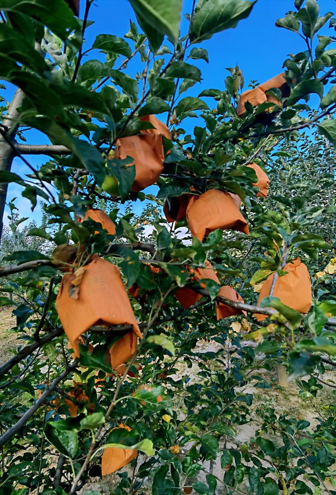 由戴套的苹果说开去
