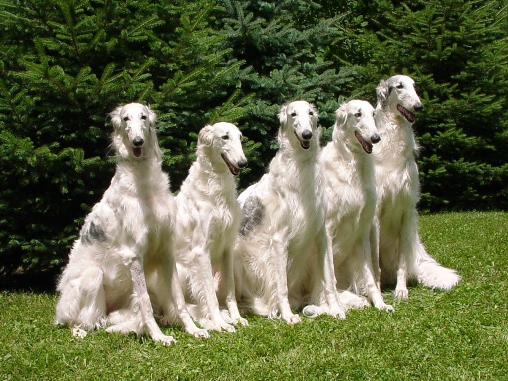 俄罗斯第一猛犬中亚牧羊犬,来自俄罗斯的澳洲牧牛犬