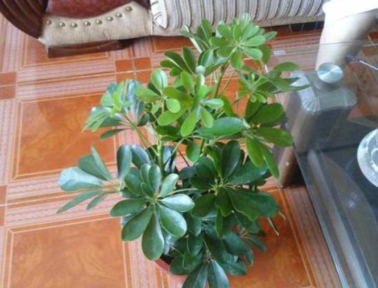 盆栽里面有蚯蚓怎么去除,成活的盆栽可以放蚯蚓进去吗