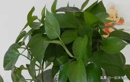 家里的橘子皮像打蜡一样,家里放的陈年橘子皮