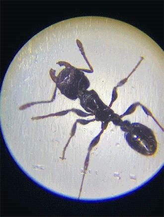 儿童科学30000倍显微镜,儿童电子显微镜真的1000倍