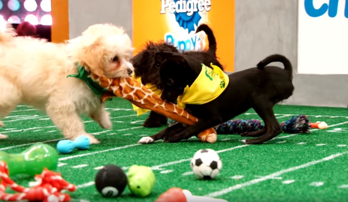 为流浪狗举办的美式足球比赛,欢迎残障狗狗参与,想帮它们找新家