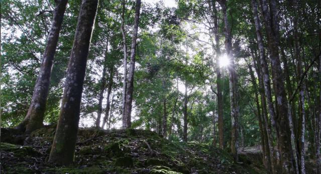 中国香香香香香料地图