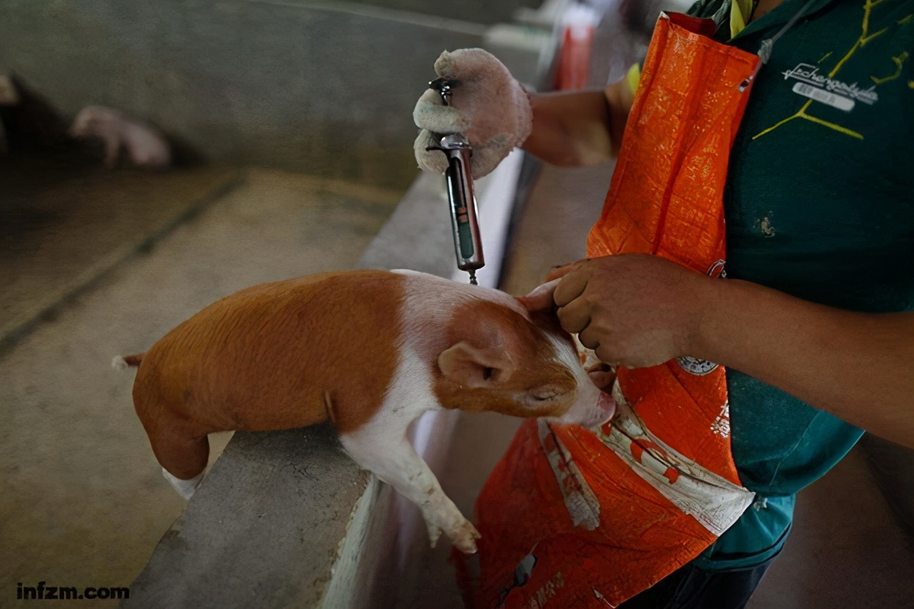 养猪场招博士生,养猪场硕士招工