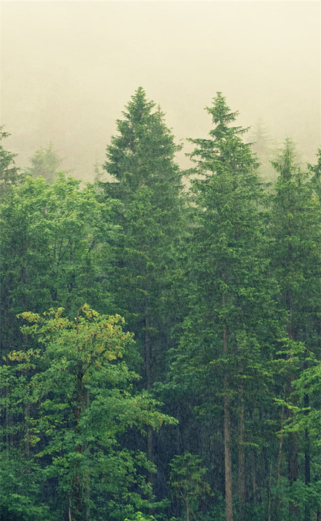 缓解眼睛疲劳动态图壁纸,好看的手机壁纸护眼高清图文