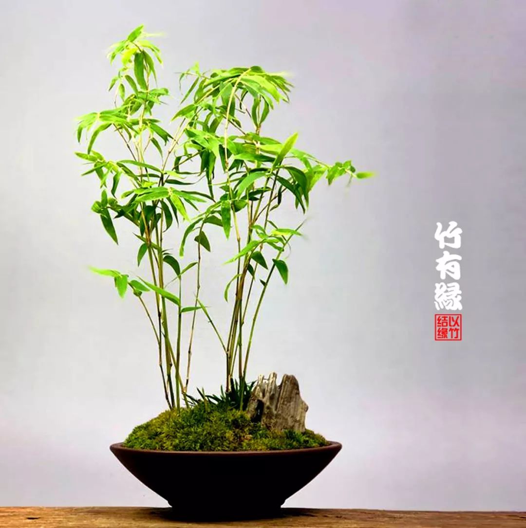 竹子浇水诀窍,竹子浇水的正确方法