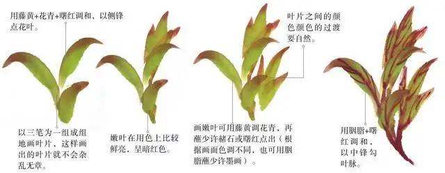 学习写意牡丹画的方法,学习写意牡丹画的步骤