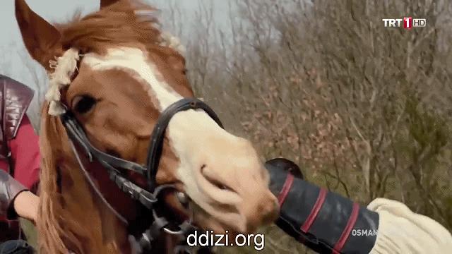 血统纯正？老土耳其人儿就好这一口儿