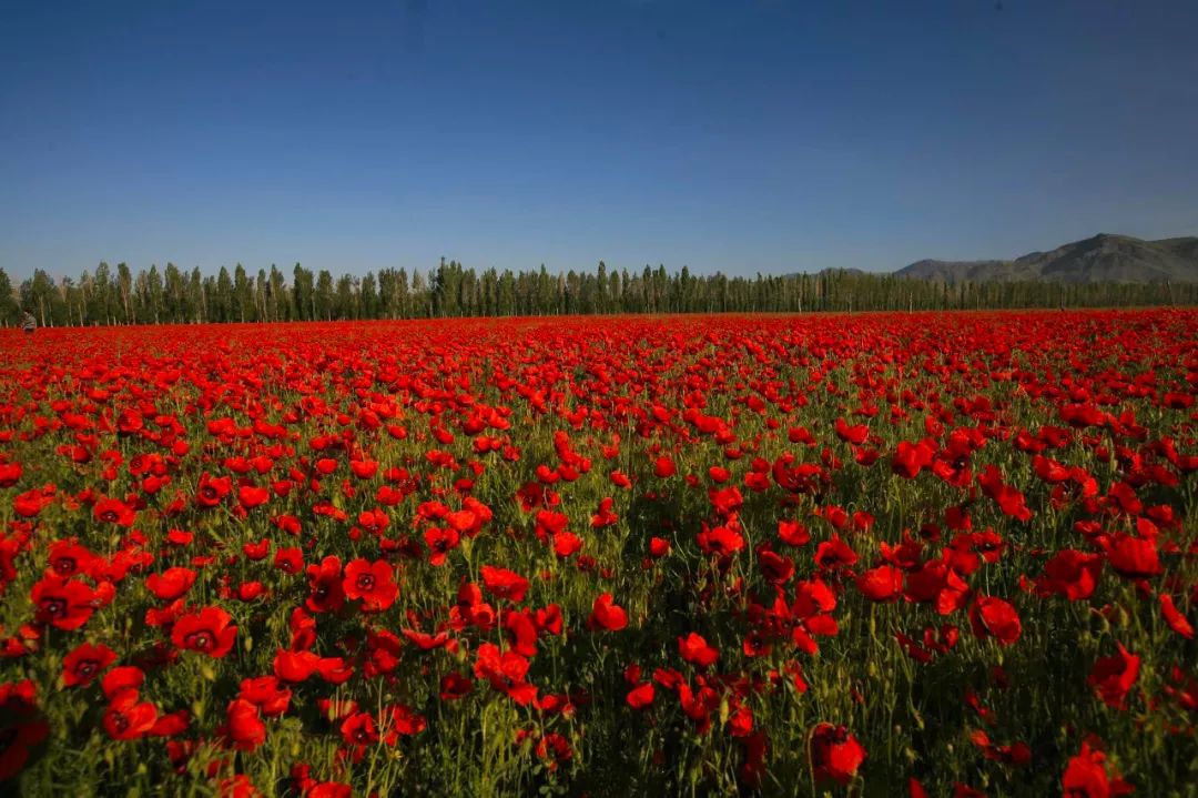 夏天的北疆美景,六月的北疆有多美