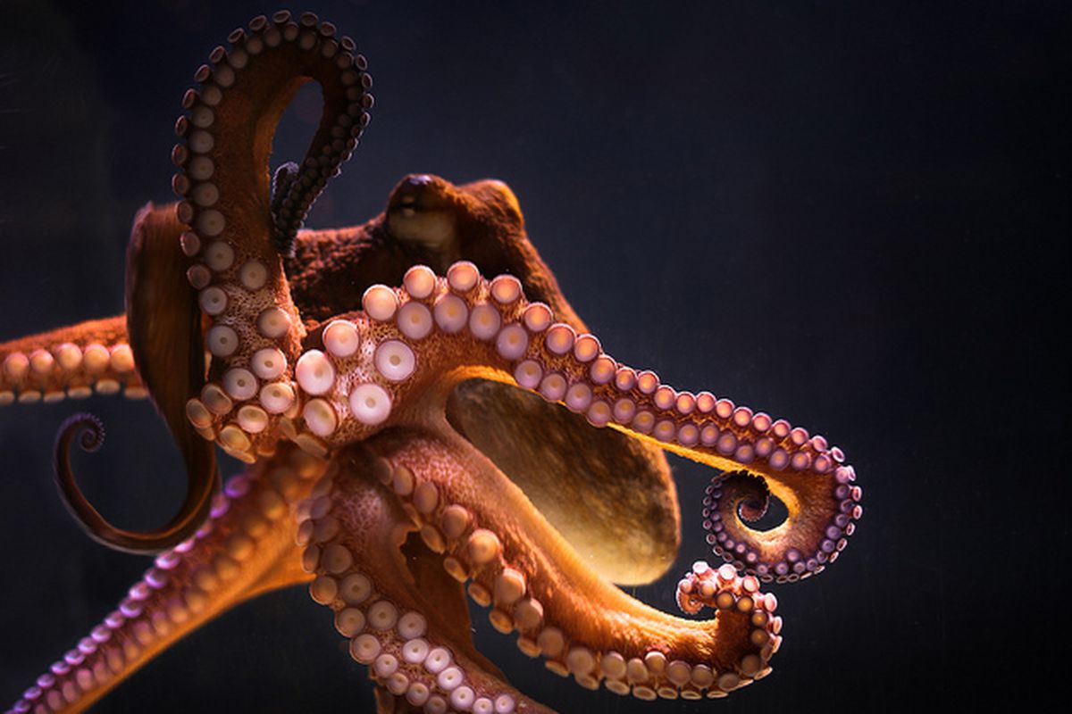 章鱼智商能统治世界吗,章鱼的智商有多少