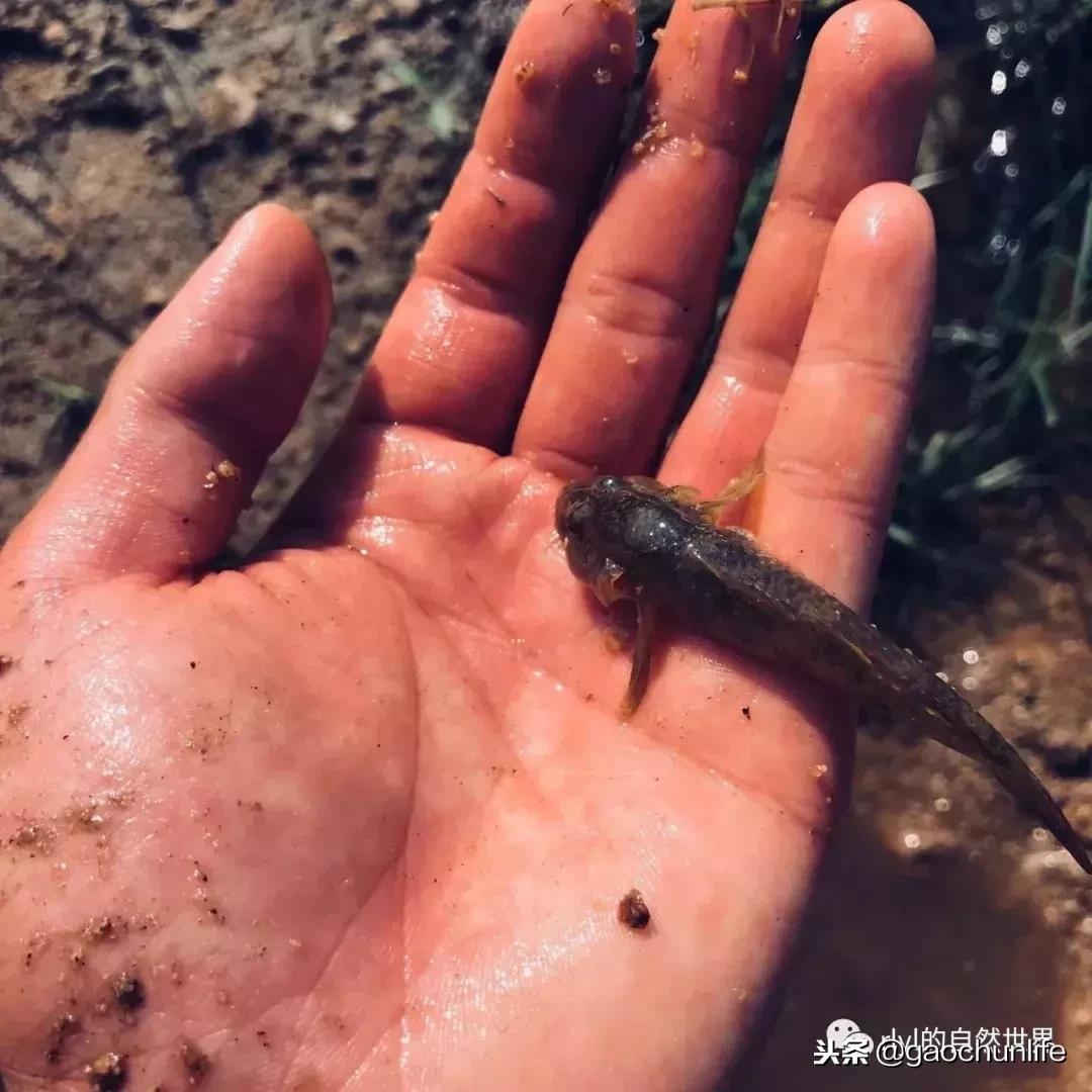大草龟和小草龟谁好养,变异草龟和草龟的区别