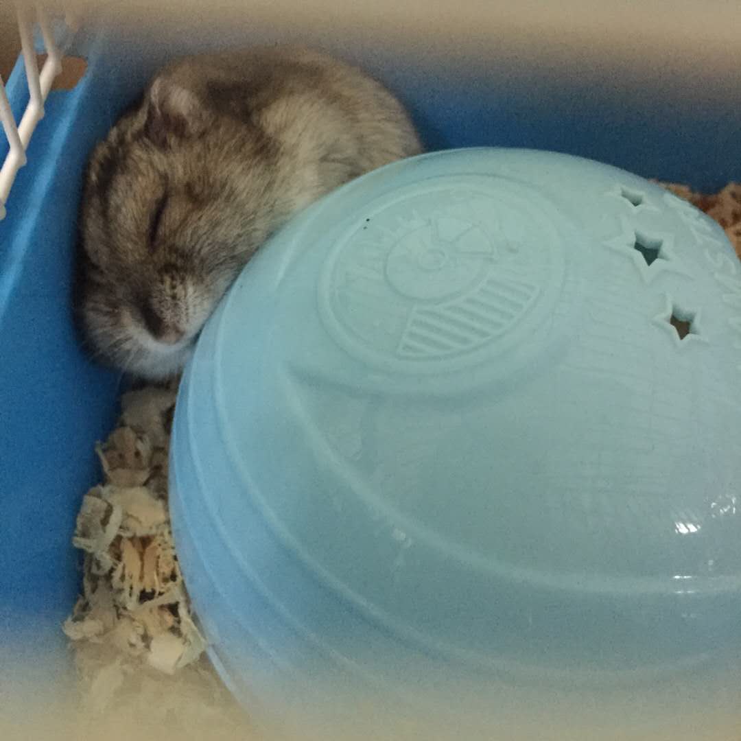 有关仓鼠你不知道的冷知识,给仓鼠乱吃东西仓鼠的异常表现