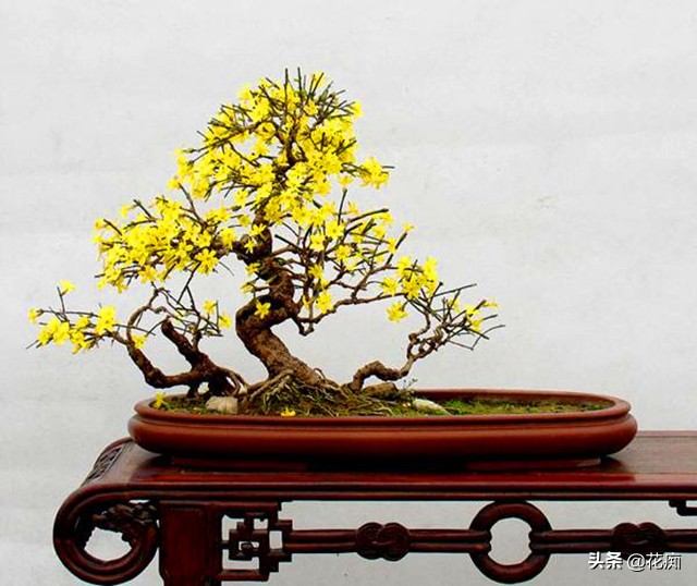 迎春花春季如何养护,春季迎春花怎么养