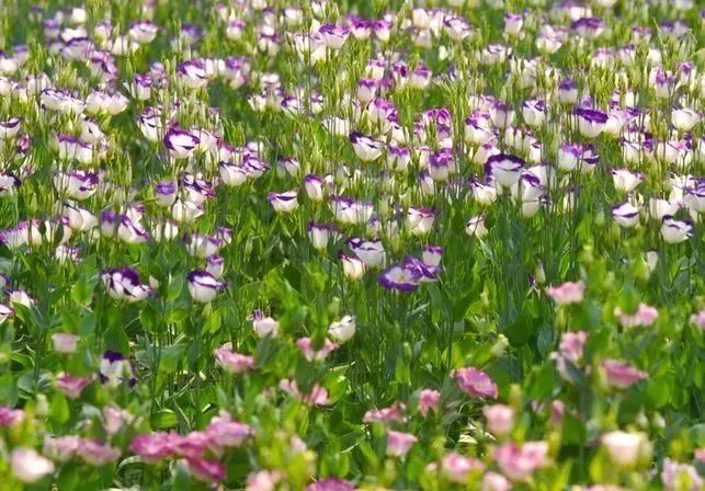 看到花的时候,不知是什么花?那就收下这份百花图谱