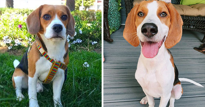 十种常见的犬种,10种常见的犬种