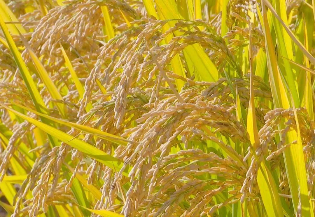 秋天银川旅游线路推荐,银川的秋天