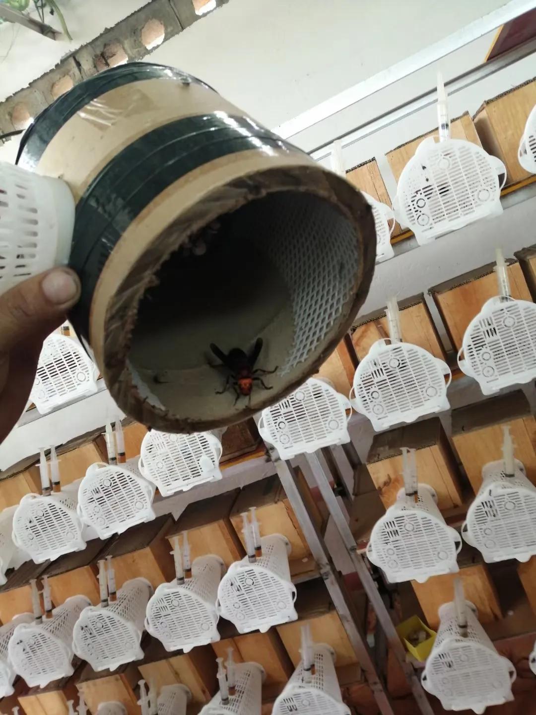 养殖产业助力乡村振兴,发展特色农业助力乡村振兴