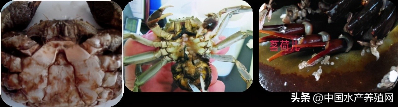 鱼病快速诊断与防病技术,鱼虾蟹病防治方法