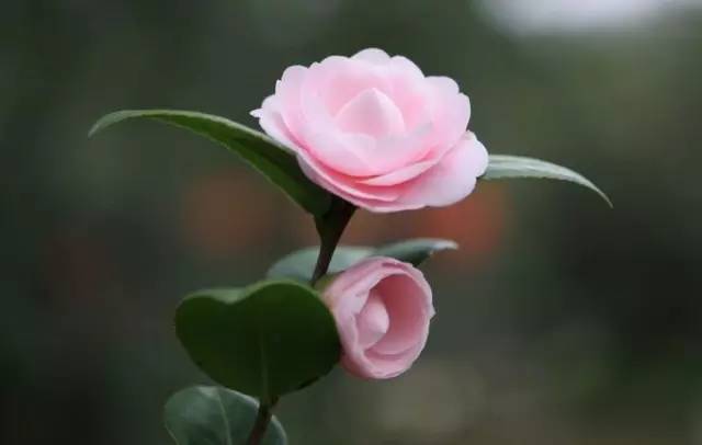 中国十大名花排行哪个是你的最爱,你知道中国十大名花是什么花吗