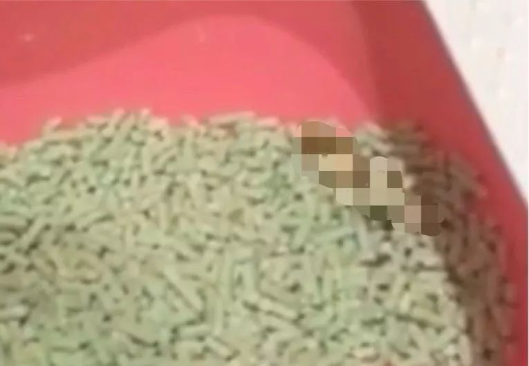 猫咪随便大小便如何纠正,猫咪随便大小便怎么办