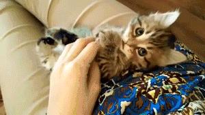 猫耳朵里有黑色脏东西是猫癣吗,猫耳朵里有黑黑的东西就是耳螨吗