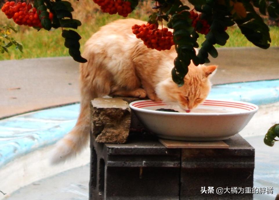 猫咪冬天要吃热的食物吗,如何解决猫咪冬季喝水问题