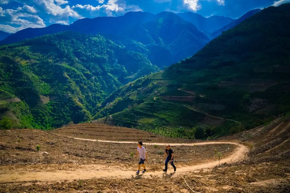 不是星巴克也不是瑞幸，为何只有拼多多才能拯救中国咖啡种植业？