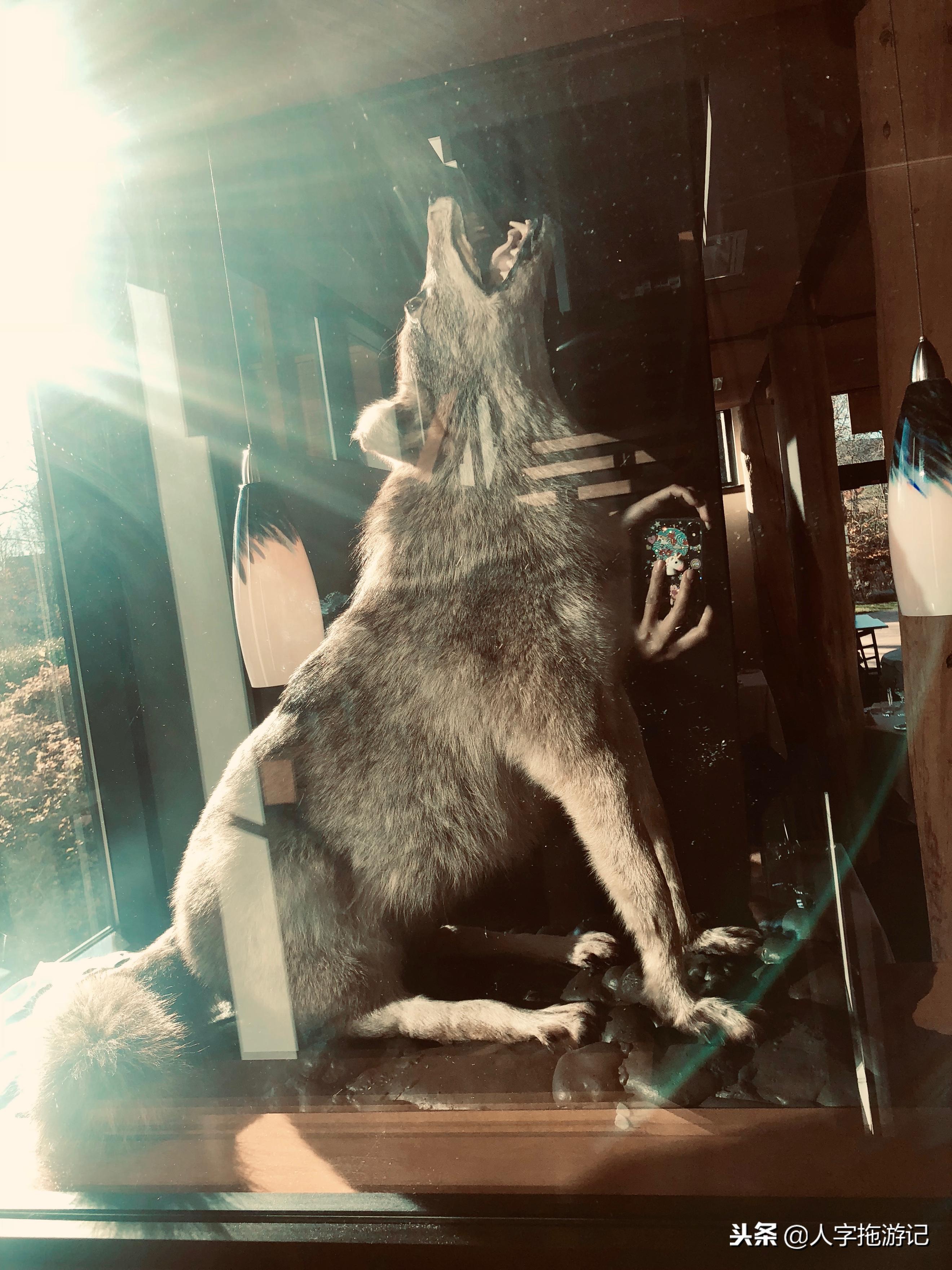 冬日极客，加拿大Wendake穿着狼爪去狼族