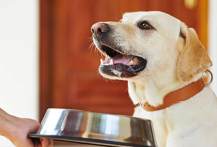 被狗咬十日观察法,被猫狗咬了十日观察法