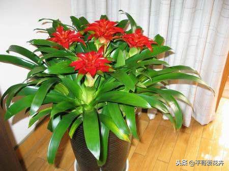 鸿运当头结了四个月的花苞不开花,鸿运当头的花怎么养不死