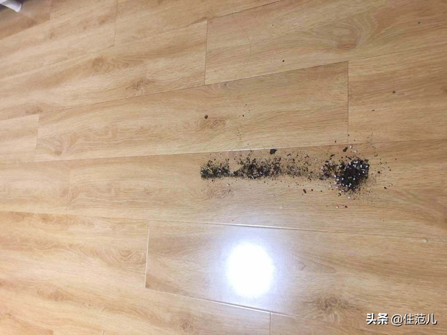 真假戴森的区别,网红戴森是真实用还是真鸡肋