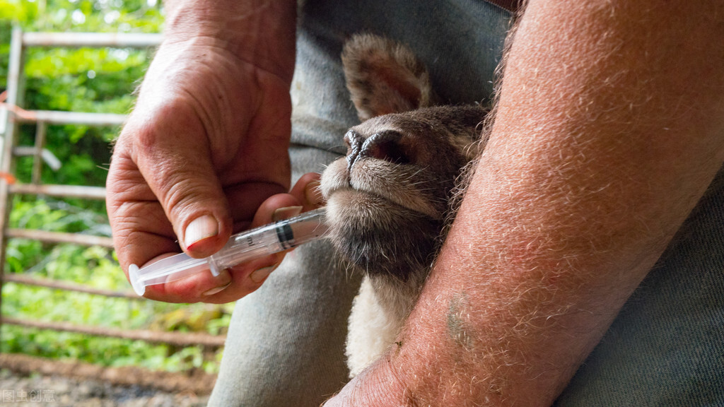 羊的梭菌病防治方法,羊预防梭菌病用什么药