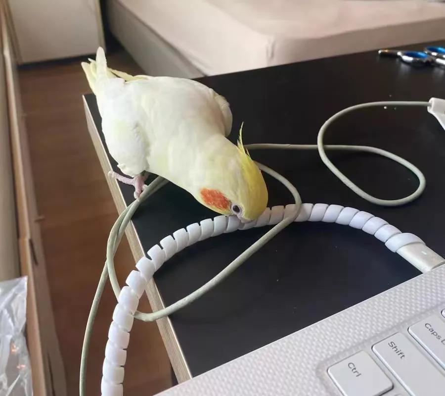 有宠一族必看：啥家庭条件呀，好几万的沙发随便毁？