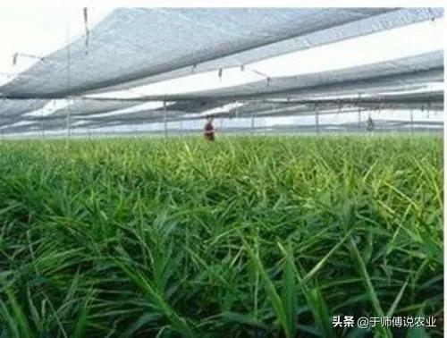 遮阳率对大姜的影响,大姜种植遮阳的视频