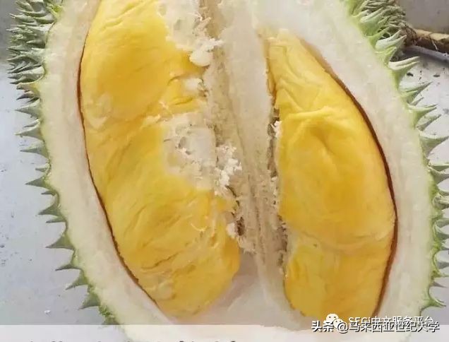 马来西亚榴莲品种大全,马来西亚d14榴莲是什么品种