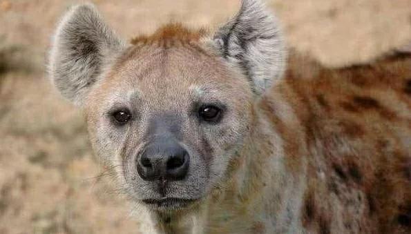 群体平头哥大战鬣狗,斑鬣狗大战平头哥