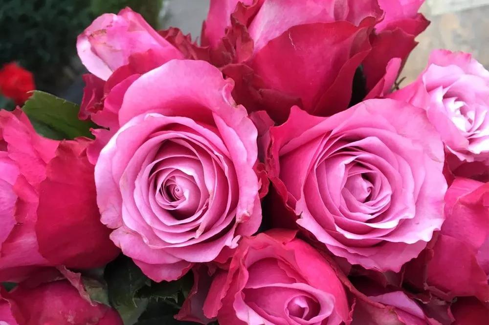 花店必备的5款玫瑰,鲜花图鉴一次性认识30种玫瑰花