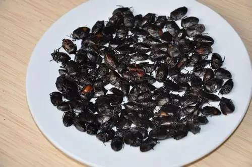 农村常见而又价值很大的虫子,农村难闻的虫子