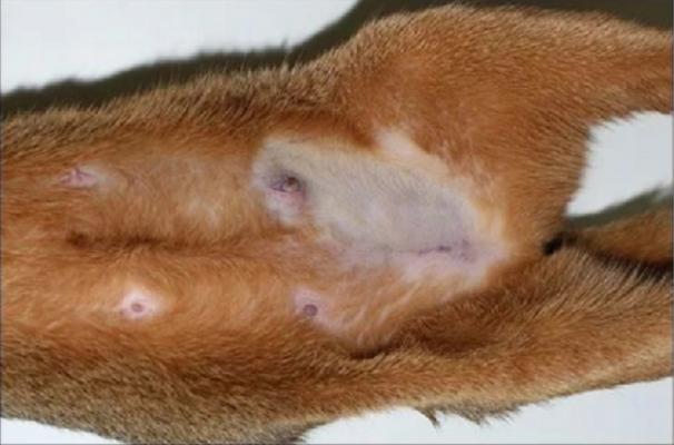 猫宫蓄脓什么症状,猫治疗乳腺炎吃什么药