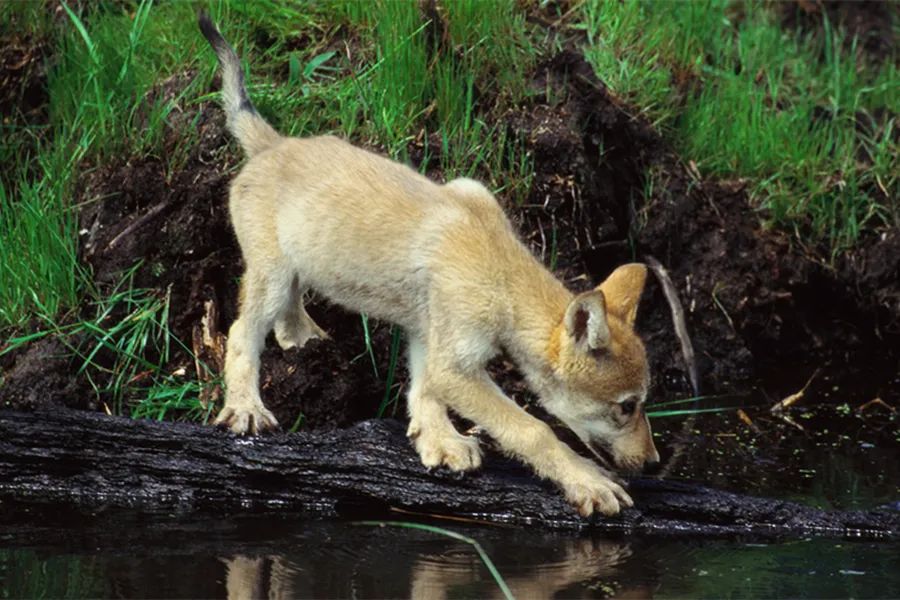 读狼图腾有感的标题,读《狼图腾》有感