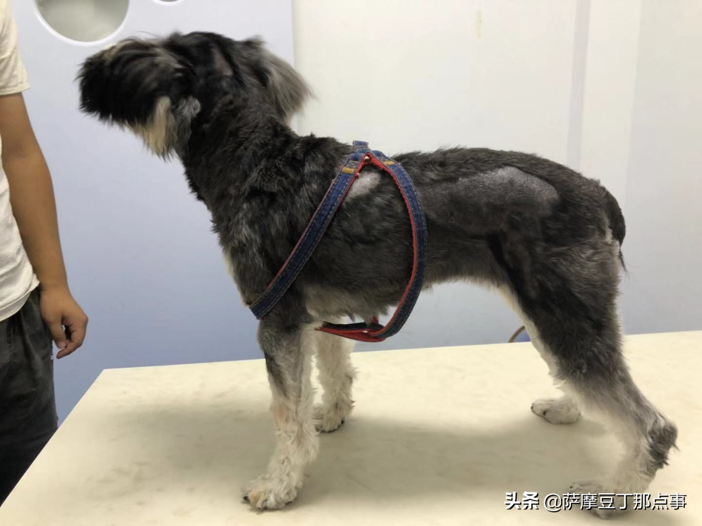 女孩在路边捡到一条流浪狗,男子捡到一条流浪狗