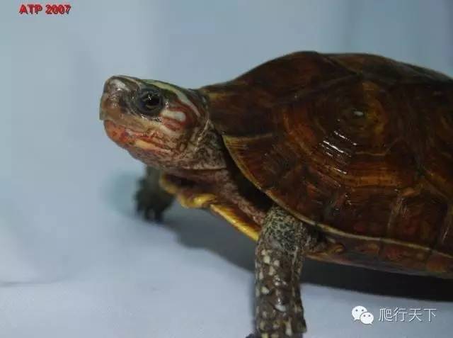 卢比达山龟介绍,卢比达山龟保护级别