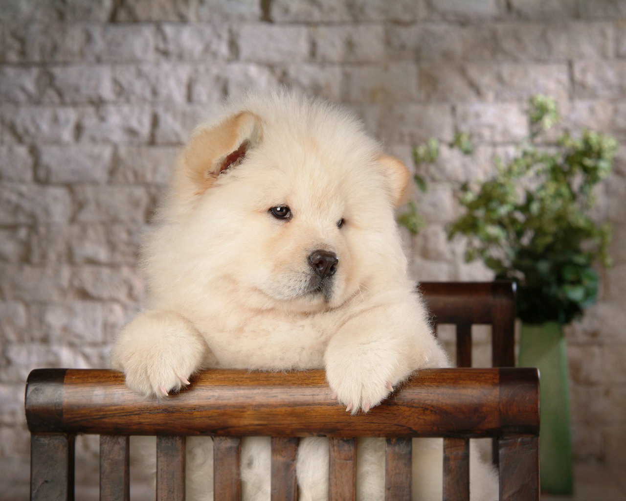 松狮犬的喂养与护理方法,松狮犬吃什么比较好养呢