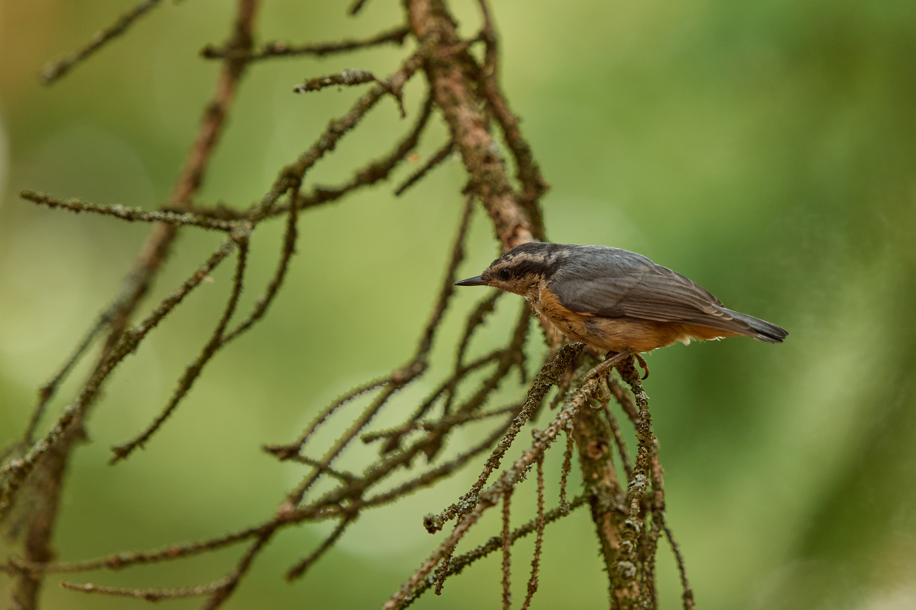 适马sigma60-600mm拍月亮,适马sigma18-50mmf2.8dcdn测评