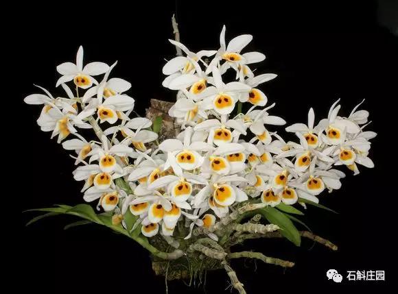 七彩石斛怎么养才能爆花,什么品种的石斛开爆花