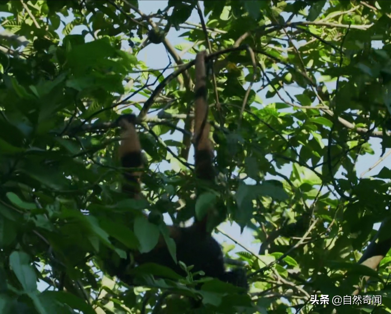 亚马逊十大凶猛植物,巴西亚马逊热带雨林动植物